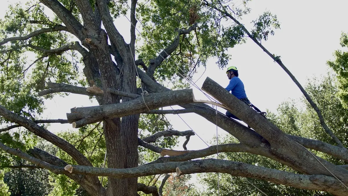 Professional Crown Thinning performed by certified arborists in Manteno