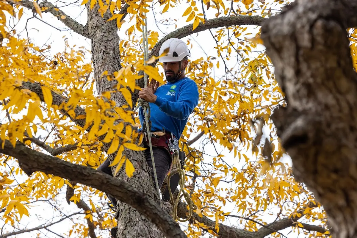 Skilled Tree Transplanting crew working in Manteno