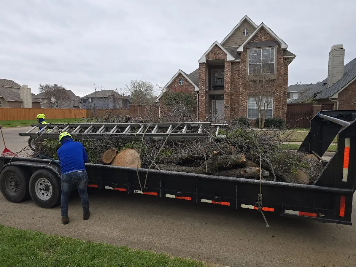 Expert Deadwooding with proper safety equipment in Manteno